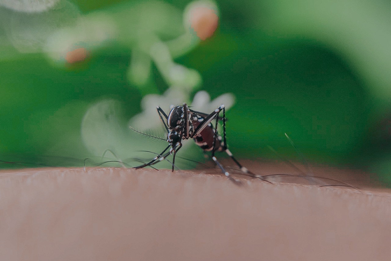 mosquito on skin image
